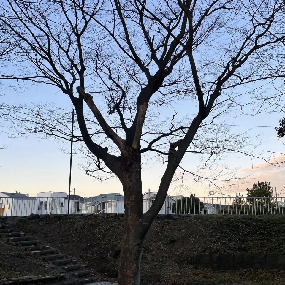 ペンギンだよりvol.11（2025年2月）